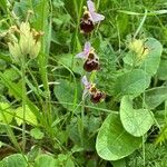 Ophrys fuciflora habit picture by Marie Fleck (cc-by-sa)