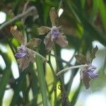 Vanda tessellata flower picture by Hugo SANTACREU (cc-by-sa)