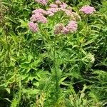 Achillea asiatica habit picture by Юрий Басов (cc-by-sa)