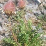 Geum reptans habit picture by Eric Bossard (cc-by-sa)