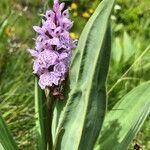 Dactylorhiza maculata leaf picture by catherine bouniol (cc-by-sa)