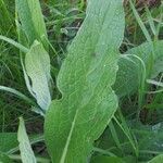 Symphytum bulbosum leaf picture by Jo Dep (cc-by-sa)