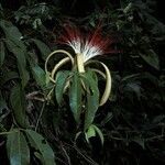 Pachira aquatica flower picture by Daniel Barthelemy (cc-by-nc)