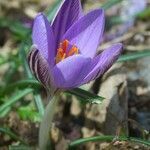 Crocus corsicus flower picture by Guillaume Labeyrie (cc-by-sa)