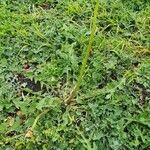 Sonchus oleraceus habit picture by Jo Latimer (cc-by-sa)