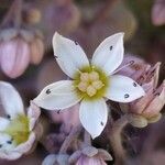 Sedum dasyphyllum flower picture by Alex Blanco (cc-by-sa)