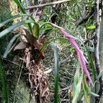 Billbergia nutans habit picture by Trap Hers (cc-by-sa)