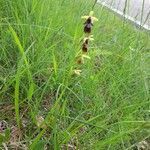 Ophrys insectifera habit picture by Ketxus Lopez (cc-by-sa)