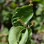 Forsteronia spicata flower picture by Nelson Zamora Villalobos (cc-by-nc)