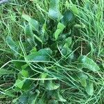 Beta vulgaris habit picture by Bernard Fabier (cc-by-sa)