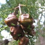 Widdringtonia nodiflora fruit picture by Daniel Barthelemy (cc-by-nc)