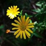 Buphthalmum salicifolium flower picture by stefano mazzotti (cc-by-sa)