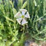 Silene paradoxa flower picture by David James (cc-by-sa)