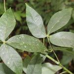 Manihot brachyloba leaf picture by Nelson Zamora Villalobos (cc-by-nc)