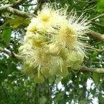 Syzygium samarangense flower picture by Hasan Sabran (cc-by-sa)