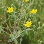 Potentilla argentea flower picture by Ramira (cc-by-sa)