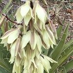 Yucca baccata fruit picture by Daniel Barthelemy (cc-by-nc)