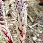 Allotropa virgata leaf picture by Ethan Greer (cc-by-sa)