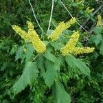 Acer spicatum flower picture by philip beef (cc-by-sa)