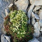 Saxifraga muscoides habit picture by Fabien Anthelme (cc-by-sa)