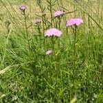 Achillea distans habit picture by cristina cenci (cc-by-sa)