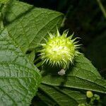 Echinopepon racemosus fruit picture by Nelson Zamora Villalobos (cc-by-nc)