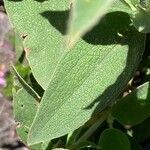 Cistus symphytifolius leaf picture by Dieter Schwartz (cc-by-sa)