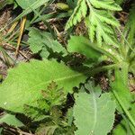 Hypochaeris achyrophorus leaf picture by Emanuele Santarelli (cc-by-sa)