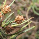 Plantago sempervirens fruit picture by Emanuele Santarelli (cc-by-sa)