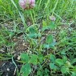 Trifolium hybridum habit picture by Daniel Bourget (cc-by-sa)