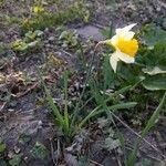 Narcissus bicolor habit picture by Gaël Covain (cc-by-sa)