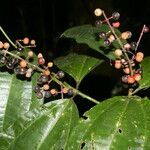 Miconia gracilis fruit picture by Nelson Zamora Villalobos (cc-by-nc)