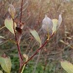 Salix bicolor habit picture by Yoan MARTIN (cc-by-sa)