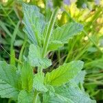 Heliotropium nicotianifolium leaf picture by Trap Hers (cc-by-sa)