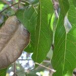 Saba senegalensis leaf picture by Maarten Vanhove (cc-by-sa)