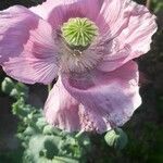 Papaver somniferum flower picture by Dominique Mougel (cc-by-sa)