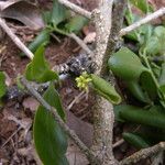 Agonandra macrocarpa habit picture by Nelson Zamora Villalobos (cc-by-nc)