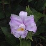 Sobralia warszewiczii flower picture by Hervé Goëau (cc-by-sa)