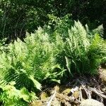 Dryopteris oreades habit picture by Alain Bigou (cc-by-sa)