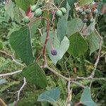 Homalanthus populifolius fruit picture by Kate Made (cc-by-sa)