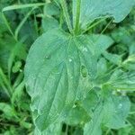 Silene dioica leaf picture by Clément Besnard (cc-by-sa)