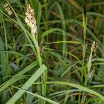 Carex riparia habit picture by Martin Bishop (cc-by-sa)