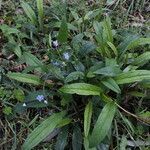 Omphalodes nitida habit picture by Uxeli (cc-by-sa)