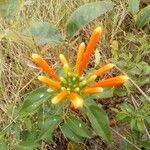 Pyrostegia venusta flower picture by Laurence KOCH (cc-by-sa)