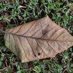 Coccoloba caracasana leaf picture by Daniel Barthelemy (cc-by-sa)