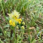 Rhinanthus alectorolophus flower picture by hemind (cc-by-sa)