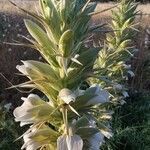 Acanthus spinosus flower picture by Angelos (cc-by-sa)