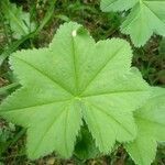 Alchemilla glaucescens leaf picture by Maximilien Perrin (cc-by-sa)