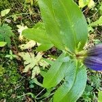 Gentiana andrewsii leaf picture by John Murtaugh (cc-by-sa)