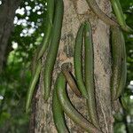 Parmentiera valerii fruit picture by Nelson Zamora Villalobos (cc-by-nc)